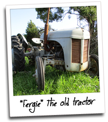 One of Roger's treasured vintage tractors